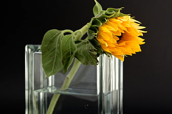 Yellow Sunflower in Clear Glass Vase on Black Background