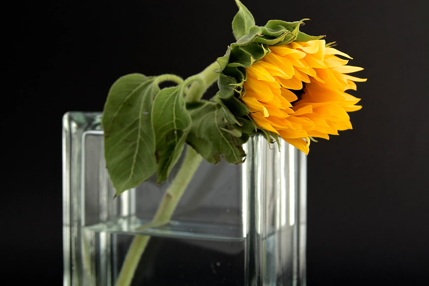 Yellow Sunflower in Clear Glass Vase on Black Background