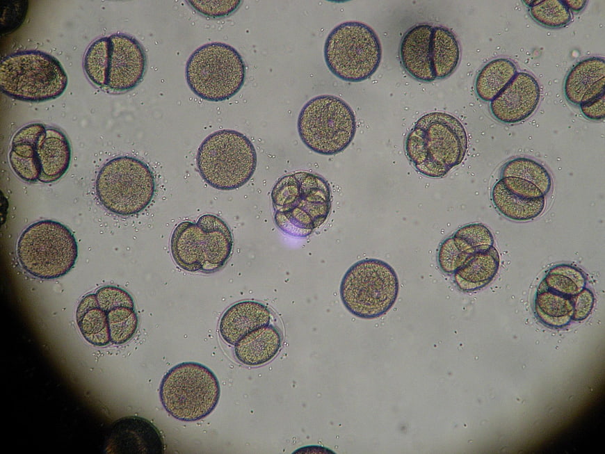 Microscopic View of Sea Urchin Embryo Cell Division