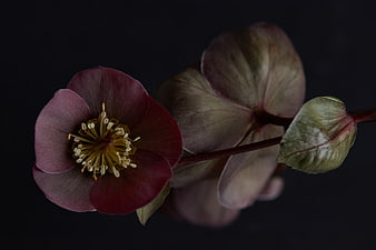 Dark Red Hellebore Flower Close-Up on Black Background