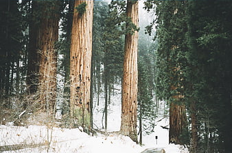 Majestic Redwood Trees in Snowy Winter Forest