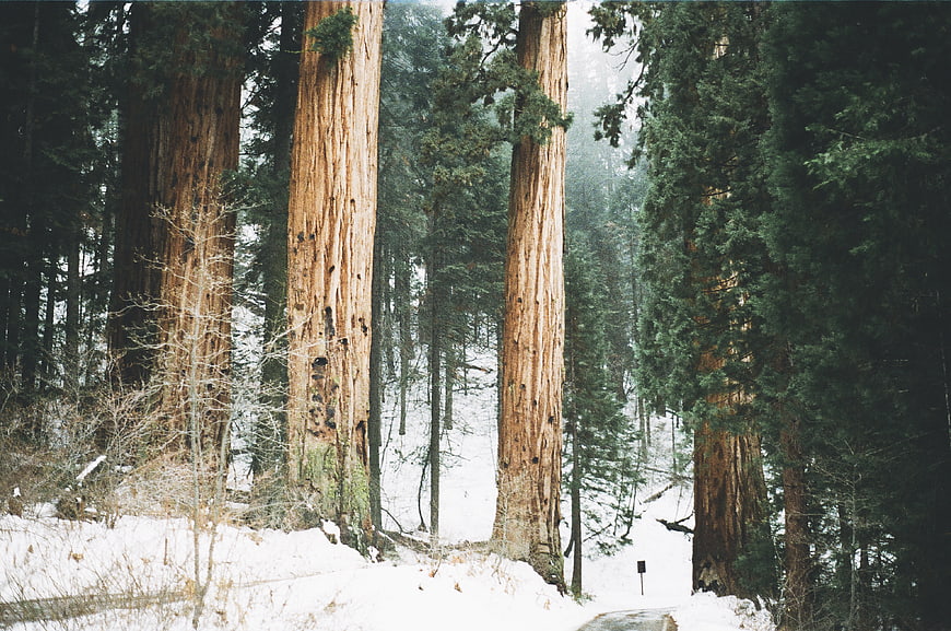 Majestic Redwood Trees in Snowy Winter Forest
