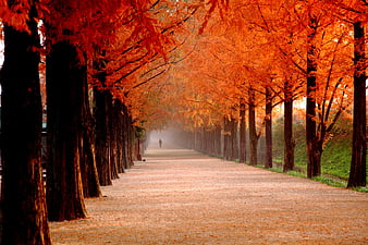 Misty Autumn Tree Tunnel Road in Damyang, South Korea