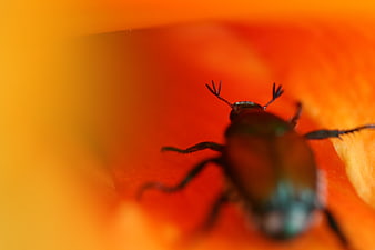 Macro Close-Up of Green Beetle on Orange Flower Petal