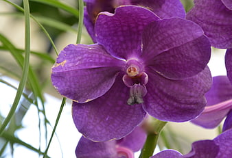 Close-up of vibrant purple orchid flower with green leaves