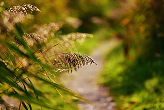 Sunlit feathery reeds and grasses with a blurred path in the background
