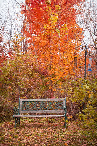 Empty Park Bench Amidst Vibrant Autumn Foliage