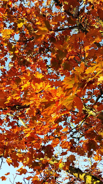 Vibrant Orange Autumn Maple Leaves Against Blue Sky
