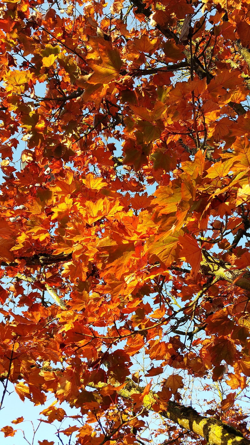 Vibrant Orange Autumn Maple Leaves Against Blue Sky