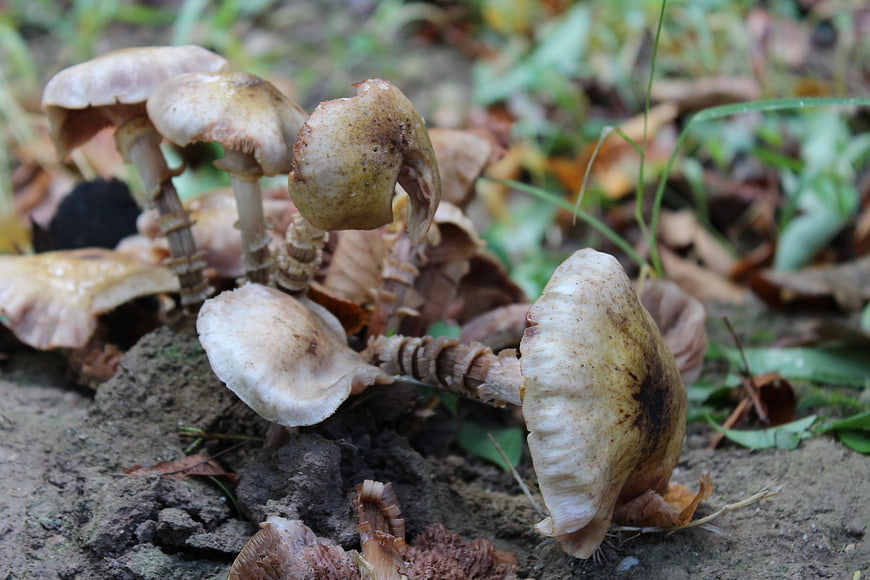 Close-up of wild mushrooms growing in autumn forest soil