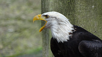 Bald Eagle with Open Beak Perched on Tree
