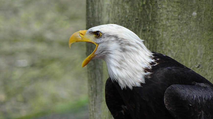 Bald Eagle with Open Beak Perched on Tree