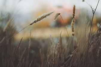 Close-up of dried wheat stalks in a field at sunset