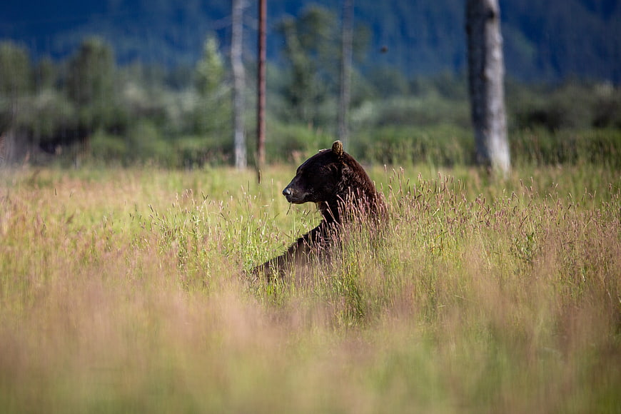Brown Bear Resting in Tall Grass Meadow