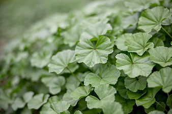 Close-up of green mallow leaves with natural texture