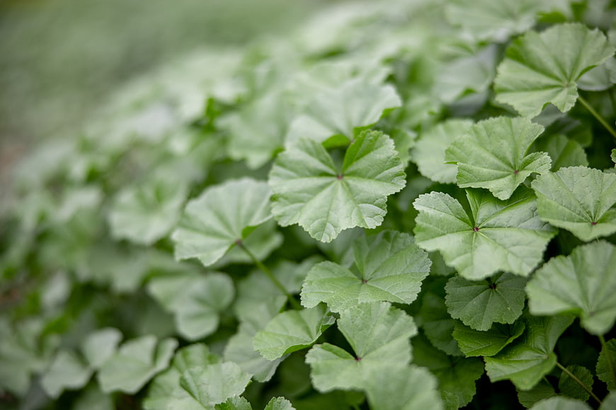 Close-up of green mallow leaves with natural texture