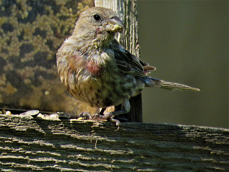 Close-up of House Finch Eating Seeds on Wooden Feeder