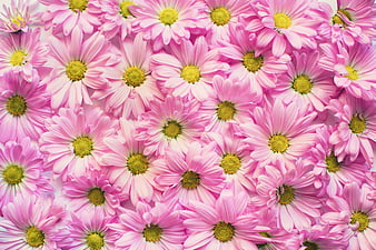Pink Daisy Floral Background Pattern