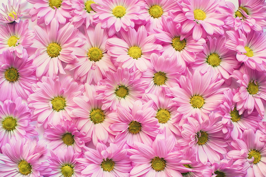 Pink Daisy Floral Background Pattern