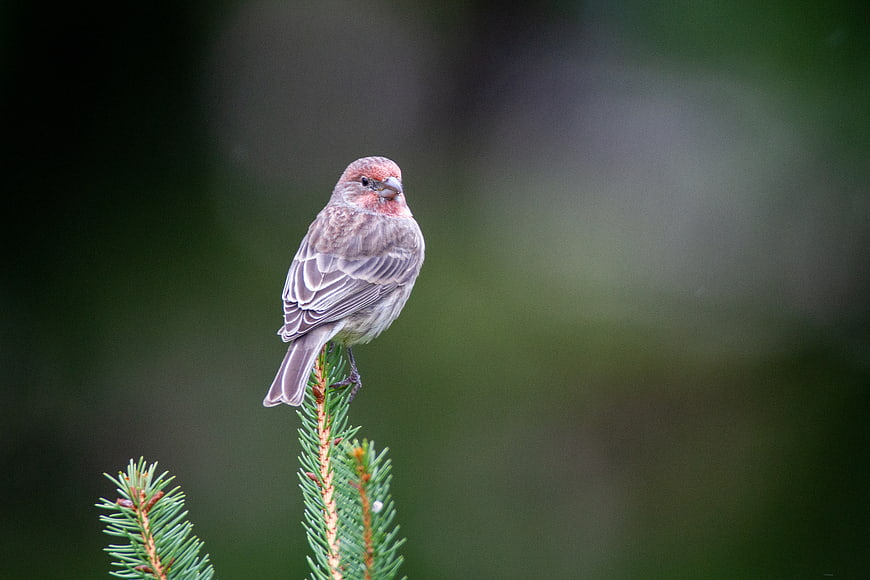 Male House Finch Perched on Pine Branch