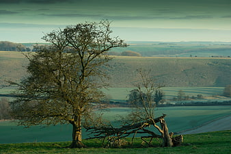 Solitary bare tree overlooking rolling green countryside landscape