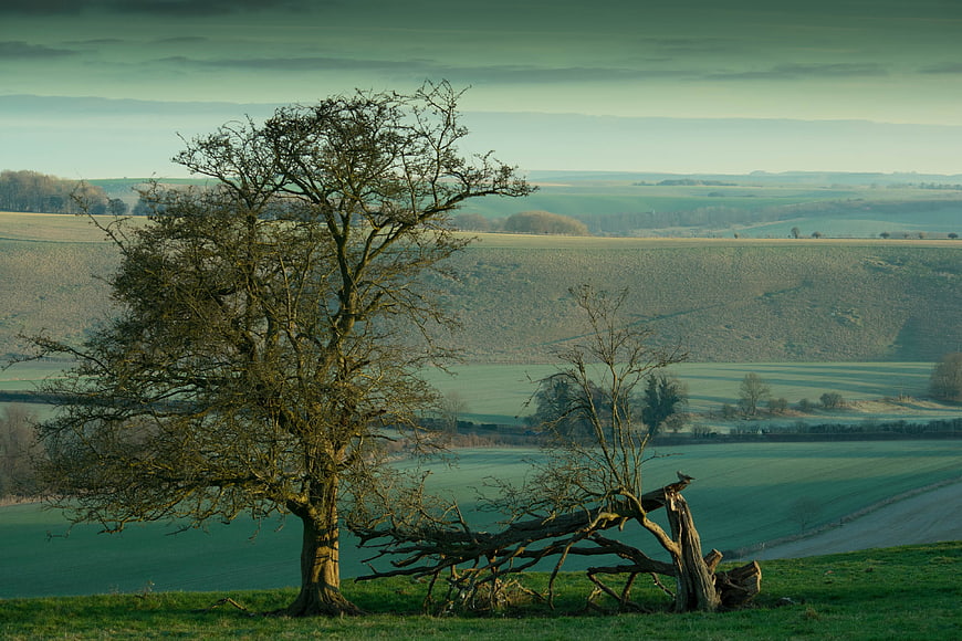 Solitary bare tree overlooking rolling green countryside landscape