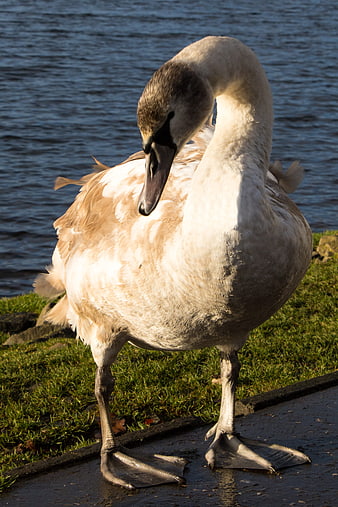 Young Swan Preening Feathers by Lake Shore