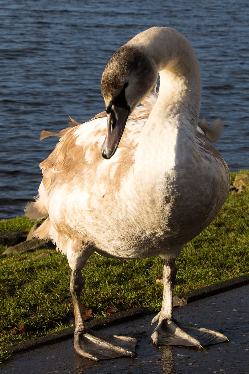 Young Swan Preening Feathers by Lake Shore