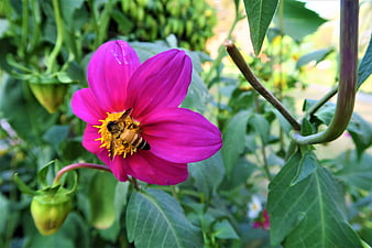 Bee Pollinating Vibrant Pink Dahlia Flower in Garden
