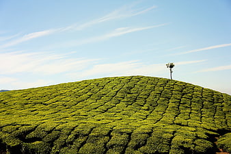Lush Green Tea Plantation on Rolling Hill with Solitary Tree