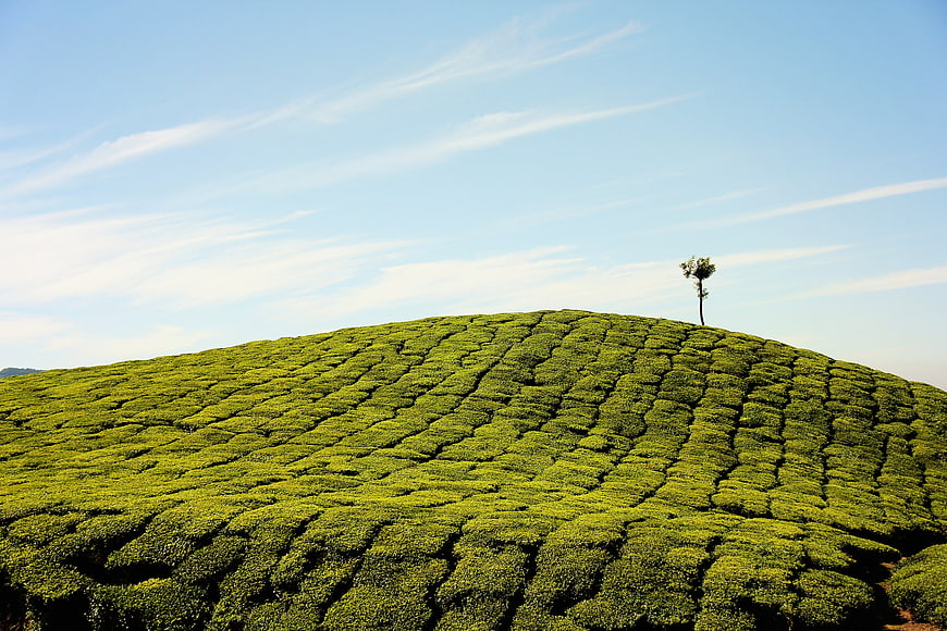 Lush Green Tea Plantation on Rolling Hill with Solitary Tree