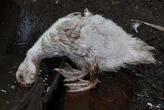Dirty white duck drinking from muddy water trough