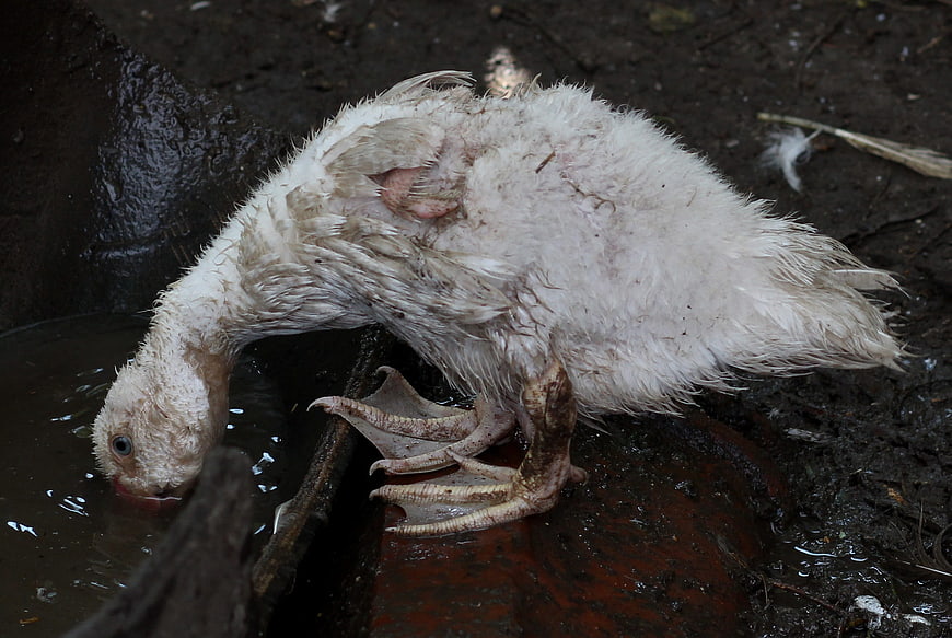Dirty white duck drinking from muddy water trough