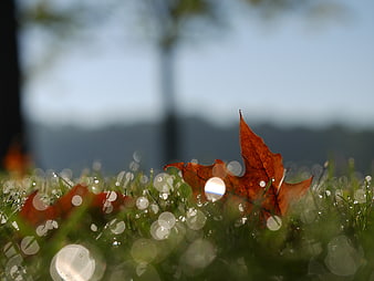 Close-up of orange autumn leaf on dewy grass with bokeh
