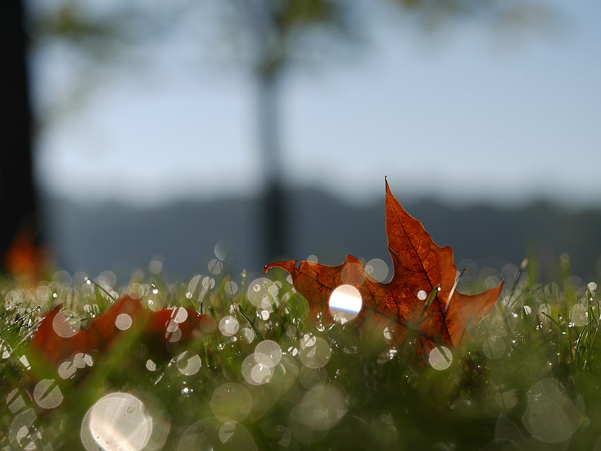 Close-up of orange autumn leaf on dewy grass with bokeh