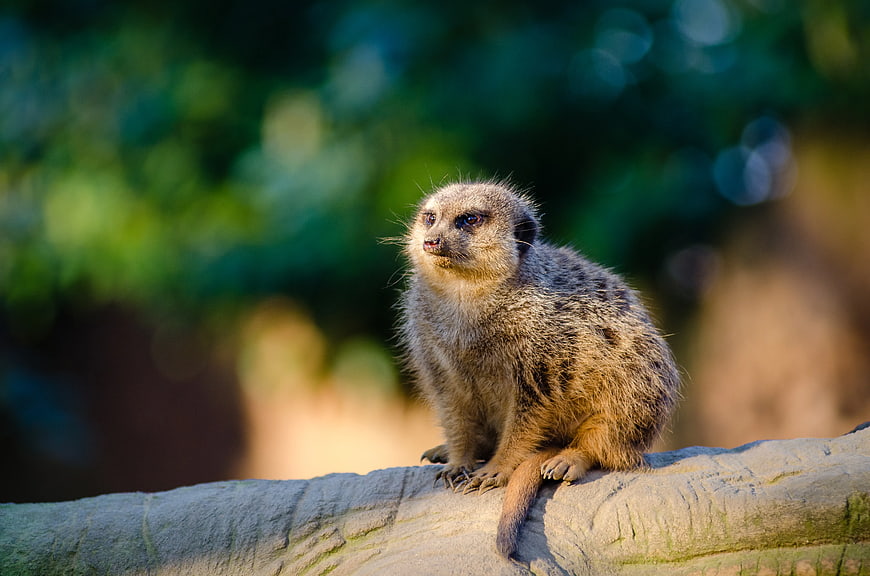 Cute Meerkat Sitting on Log in Sunlight