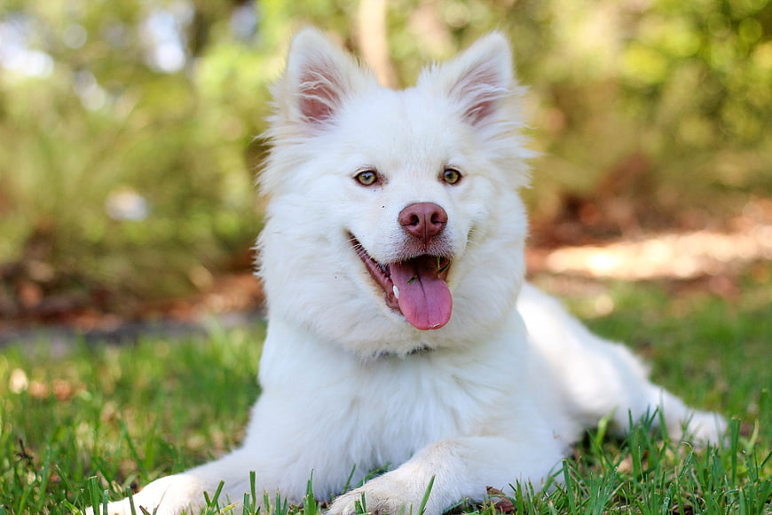 Happy White Finnish Lapphund Dog Lying on Green Grass