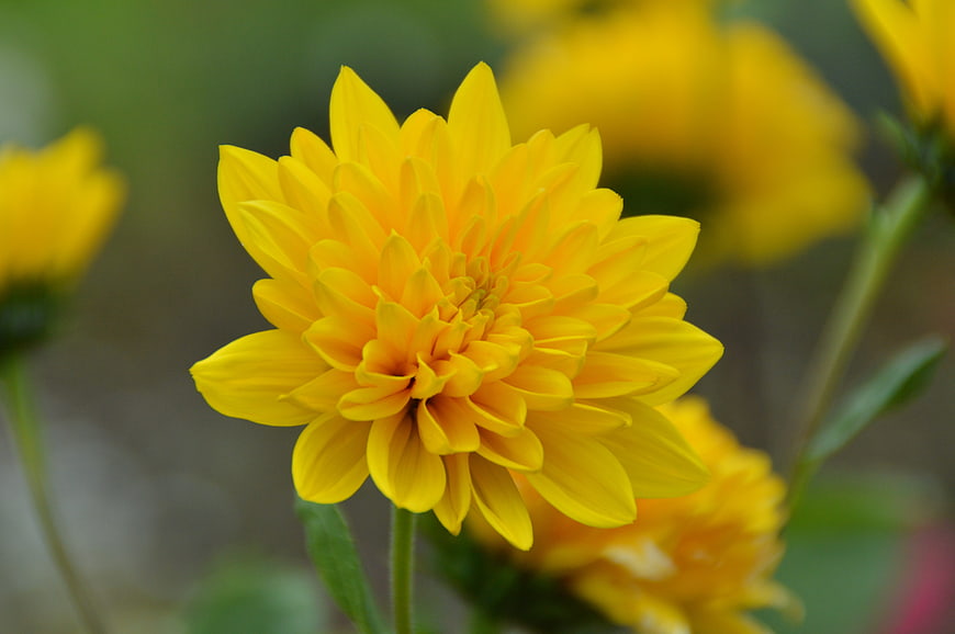 Close-up of a vibrant yellow dahlia flower in bloom