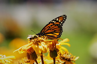 Monarch Butterfly on Yellow Flower in Sunlight
