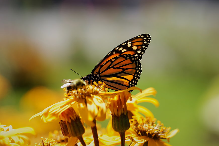 Monarch Butterfly on Yellow Flower in Sunlight
