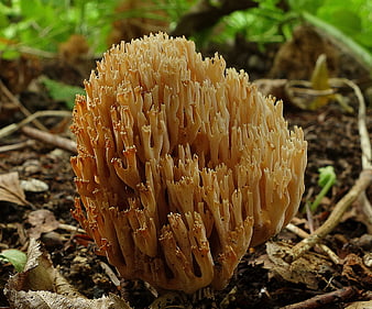 Close-up of Orange Coral Fungus on Forest Floor