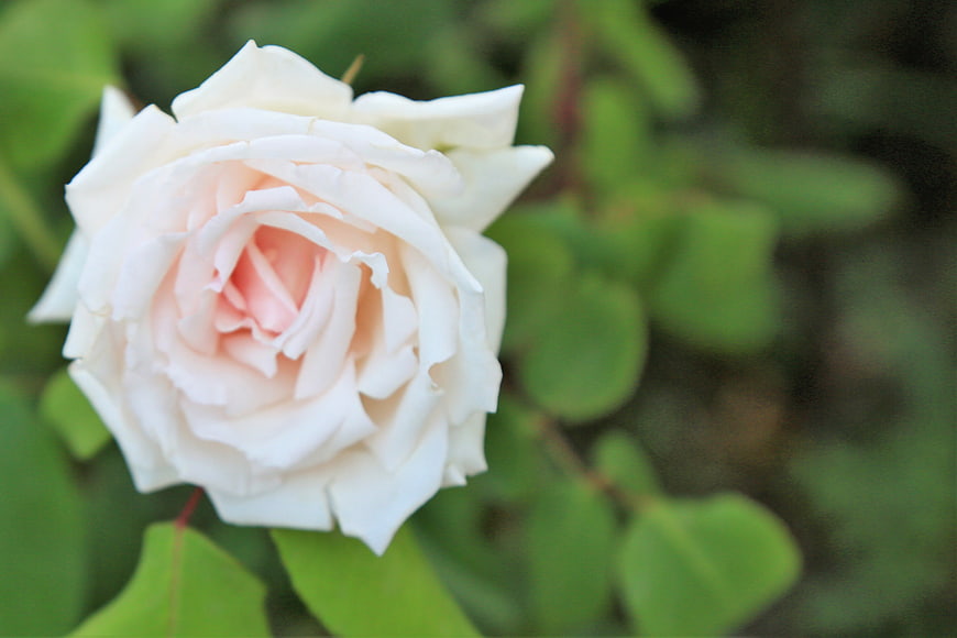 Close-up of a delicate white rose with soft pink center