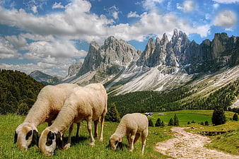 Sheep grazing in alpine meadow with Dolomites mountains