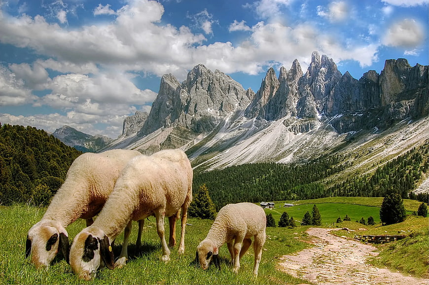 Sheep grazing in alpine meadow with Dolomites mountains