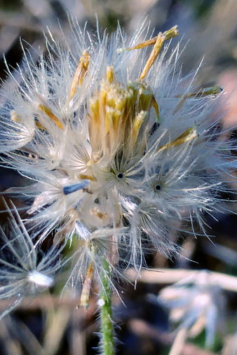 Close-up of a fluffy dandelion seed head in sunlight
