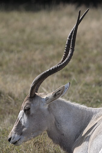 Close-up of a Gemsbok Oryx with Spiraled Horns in Savanna