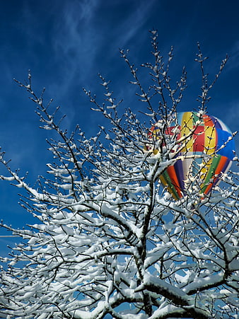 Snowy Tree Branches with Colorful Hot Air Balloon