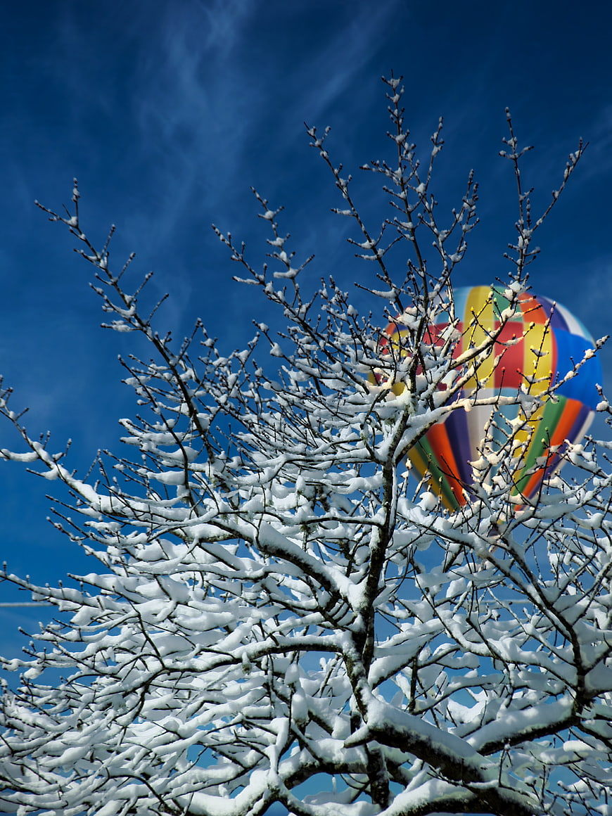 Snowy Tree Branches with Colorful Hot Air Balloon