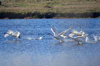 White swans taking flight from blue lake water
