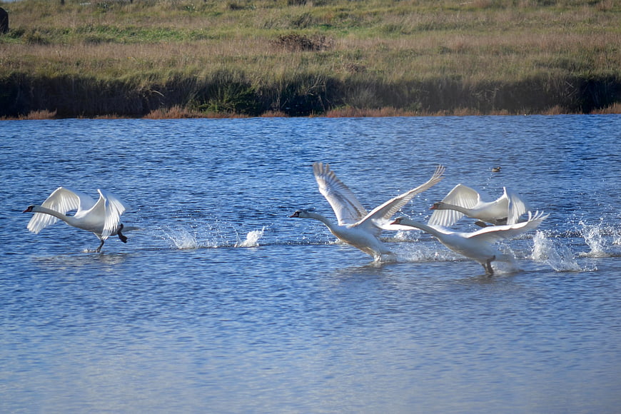 White swans taking flight from blue lake water